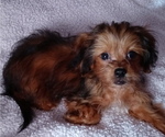 Small Photo #4 Shih-Poo Puppy For Sale in JACKSONVILLE, OH, USA