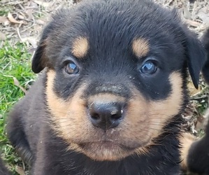 Rottweiler Puppy for sale in WYNNE, AR, USA