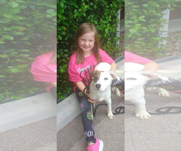 Medium Photo #2 Labrador Retriever-Unknown Mix Puppy For Sale in The Woodlands, TX, USA