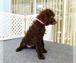 Small Photo #2 Poodle (Standard) Puppy For Sale in SPRING HILL, FL, USA