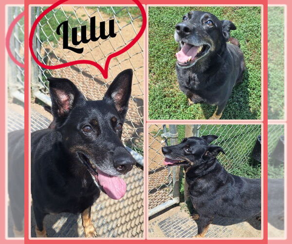 Medium Photo #2 German Shepherd Dog-Unknown Mix Puppy For Sale in Pierceton , IN, USA