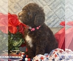 Small #3 F2 Aussiedoodle