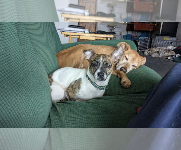 Medium Photo #1 Mutt Puppy For Sale in Candler, NC, USA