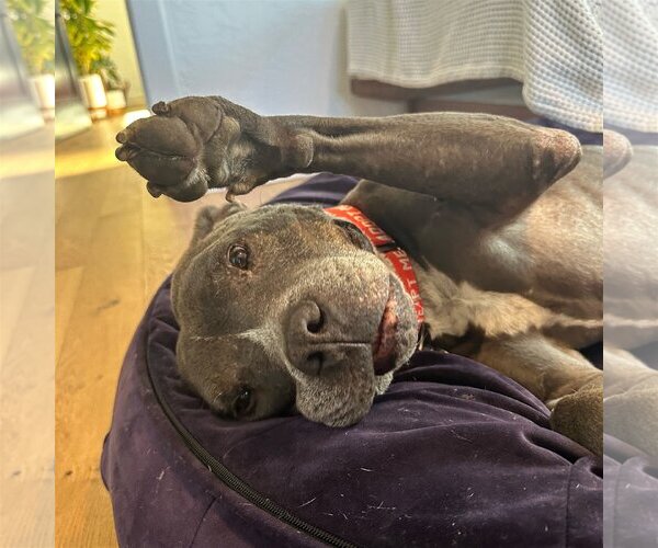 Medium Photo #4 American Pit Bull Terrier Puppy For Sale in  Ramona, CA, USA