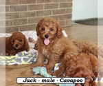 Small #5 Cavapoo