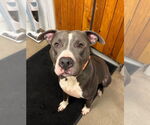 Small #3 American Pit Bull Terrier