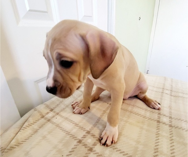 Medium Photo #1 American Pit Bull Terrier Puppy For Sale in HALETHORPE, MD, USA