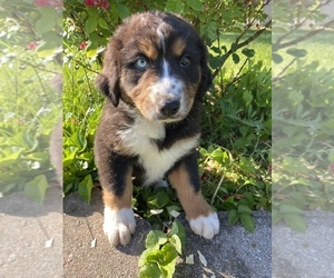 Australian Shepherd Puppy for sale in BEECH GROVE, IN, USA