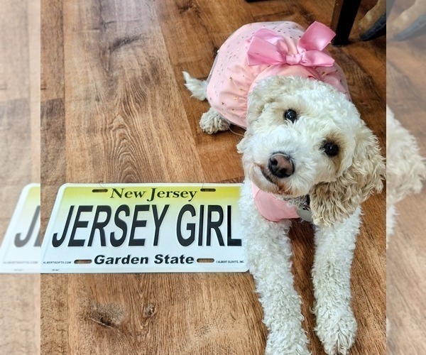 Medium Photo #1 Goldendoodle mix (+ Poodle Miniature) Puppy For Sale in ASTORIA, OR, USA