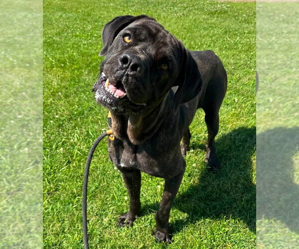 Medium Photo #1 Mutt Puppy For Sale in Evansville, IN, USA