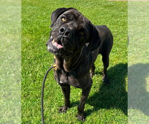 Mutt Dogs for adoption in Evansville, IN, USA