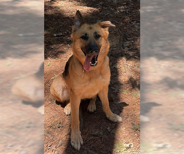 Medium Photo #6 German Shepherd Dog-Unknown Mix Puppy For Sale in Decatur, GA, USA