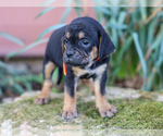 Small #2 Jug-Treeing Walker Coonhound Mix