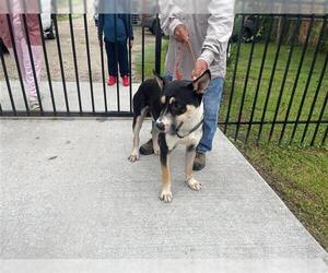 Labrador Retriever Dogs for adoption in Houston, TX, USA