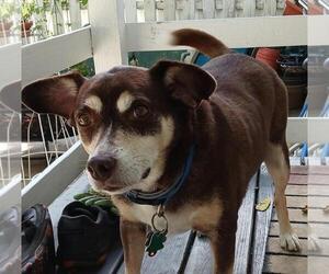 *Riley - Courtesy Listing - Male Mutt Dog for Adoption - Photo #3