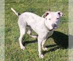 Small #4 Mutt