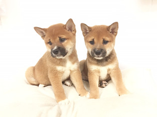 Shiba Inu Puppy for sale in FLUSHING, NY, USA