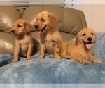 Small Photo #1 Golden Retriever Puppy For Sale in PARIS, TX, USA
