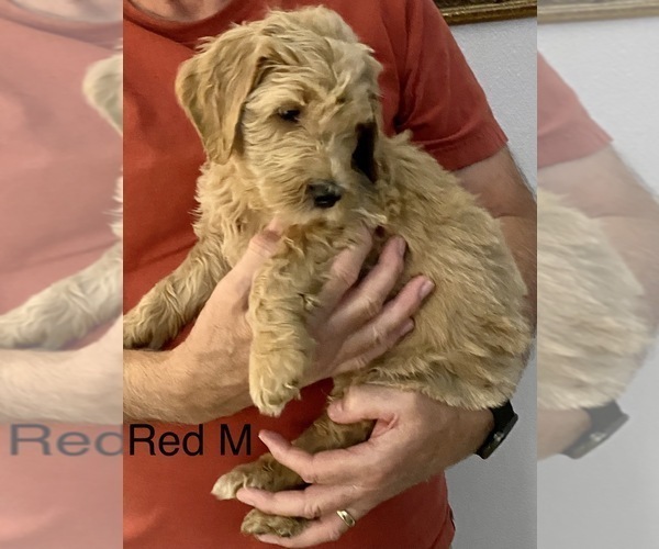 Medium Photo #3 Goldendoodle Puppy For Sale in MILTON, FL, USA