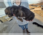 Small Photo #3 German Shepherd Dog Puppy For Sale in BLOOMINGTON, WI, USA