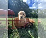 Small Photo #2 Labrador Retriever Puppy For Sale in NEOLA, WV, USA