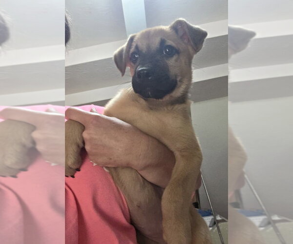 Medium Photo #2 Collie-German Shepherd Dog Mix Puppy For Sale in Aurora, IN, USA