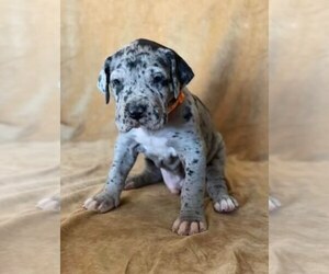 Great Dane Puppy for sale in TAUNTON, MA, USA