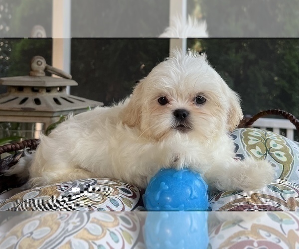 Medium Photo #7 Shih Tzu Puppy For Sale in NOBLESVILLE, IN, USA