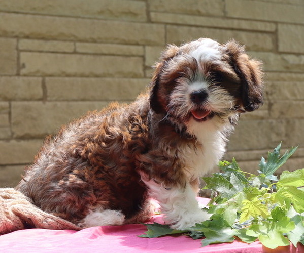 Medium Photo #3 Cava-Tzu Puppy For Sale in THORP, WI, USA
