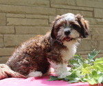 Small #2 Cava-Tzu