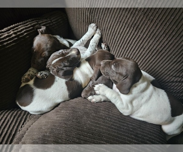 Medium Photo #1 German Shorthaired Pointer Puppy For Sale in OLYMPIA, WA, USA
