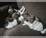 Small Photo #1 German Shorthaired Pointer Puppy For Sale in OLYMPIA, WA, USA