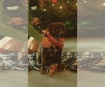 Small Photo #10 Plott Hound-Retriever  Mix Puppy For Sale in Sebec, ME, USA