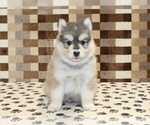 Small #3 Pomsky