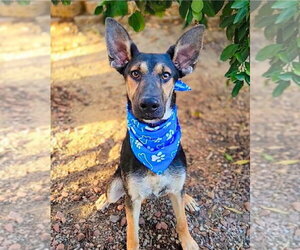 German Shepherd Dog-Unknown Mix Dogs for adoption in Lake Forest, CA, USA