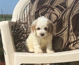 Cavachon Puppy for sale in THORP, WI, USA