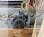 Small Photo #4 Cane Corso Puppy For Sale in PINE GROVE, CA, USA