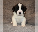 Small #16 Saint Bernard