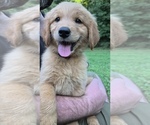 Small #4 Golden Retriever