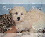 Small Photo #7 Bichpoo Puppy For Sale in SANGER, TX, USA