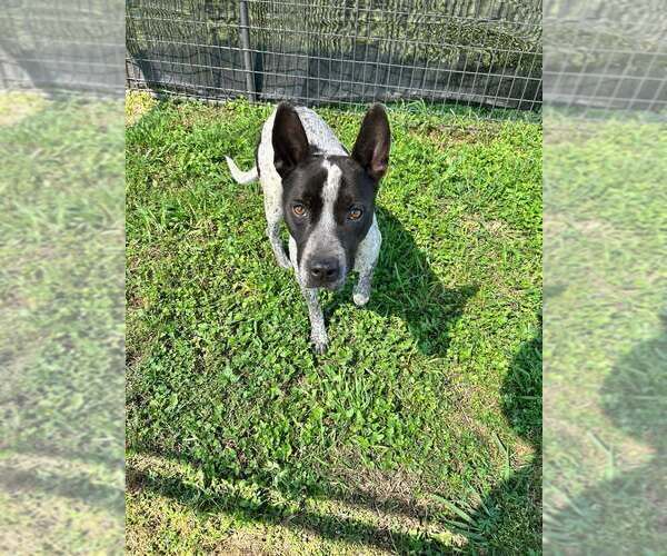 Medium Photo #8 Mutt Puppy For Sale in Abbeville, LA, USA