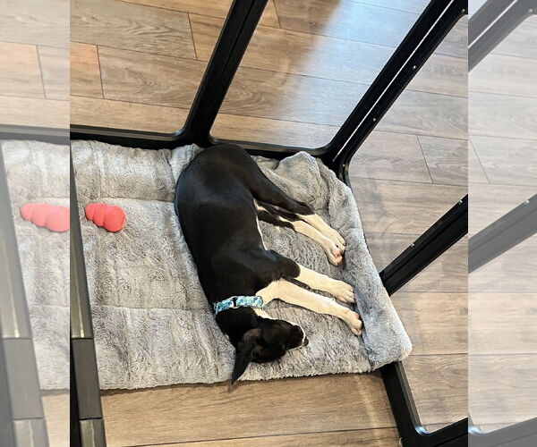 Medium Photo #2 Dalmatian-Labrador Retriever Mix Puppy For Sale in Virginia Beach, VA, USA
