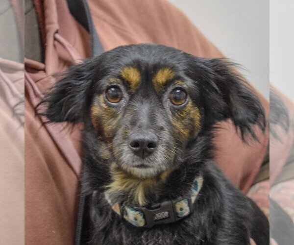 Medium Photo #1 Papshund Puppy For Sale in Huntley, IL, USA