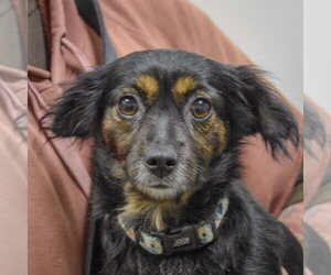 Papshund Dogs for adoption in Huntley, IL, USA