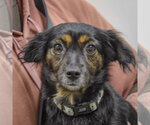 Small Papshund