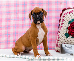 Puppy Cupid Boxer