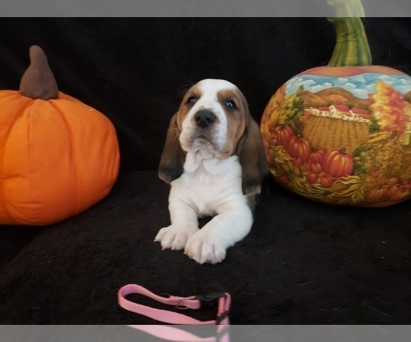 Medium Photo #27 Basset Hound Puppy For Sale in CLAREMORE, OK, USA
