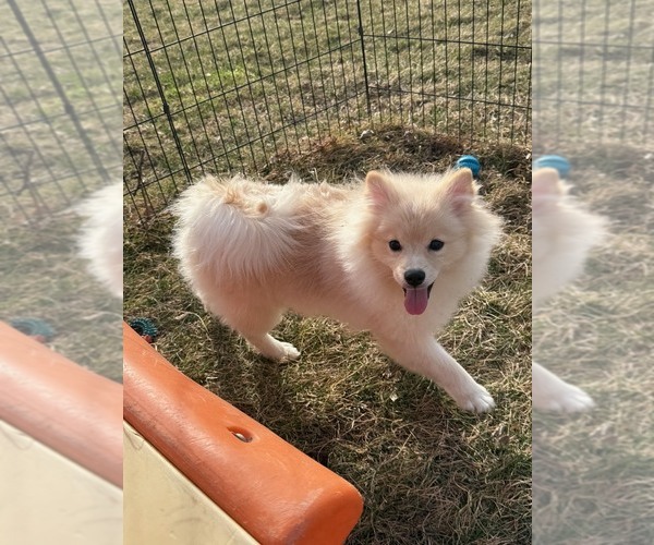 Medium Photo #8 Pomeranian Puppy For Sale in ROCK VALLEY, IA, USA