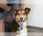 Small Australian Shepherd Mix