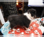 Small #2 Shetland Sheepdog